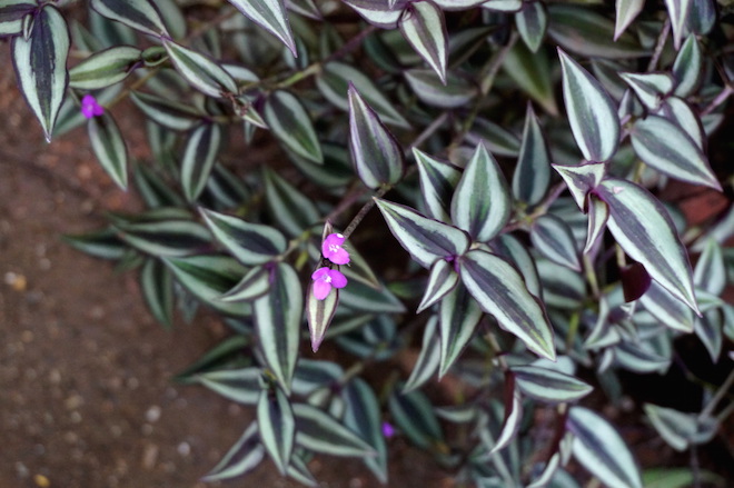 india2015 meherazad1