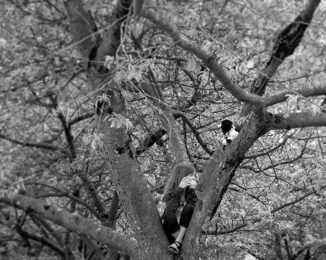 portland downtown tree