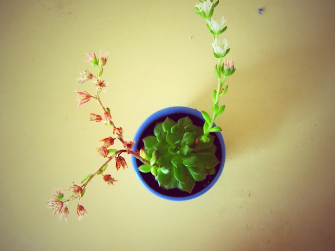 I bought this guy a few weeks ago and he lives inside on the kitchen window.