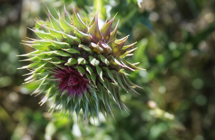 Jardine Juniper Trail in Logan Canyon, Utah