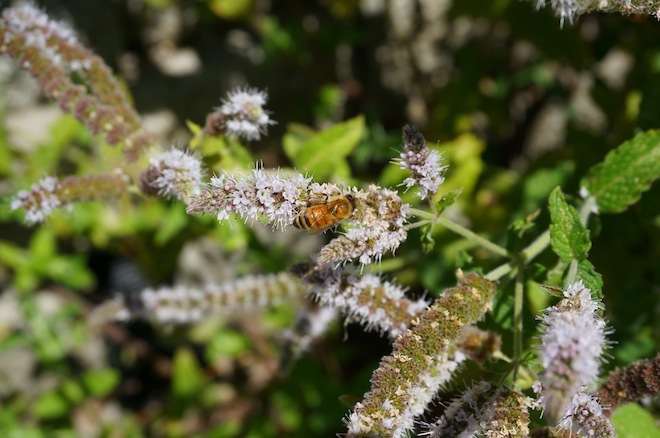 portland saltandstraw inature bee