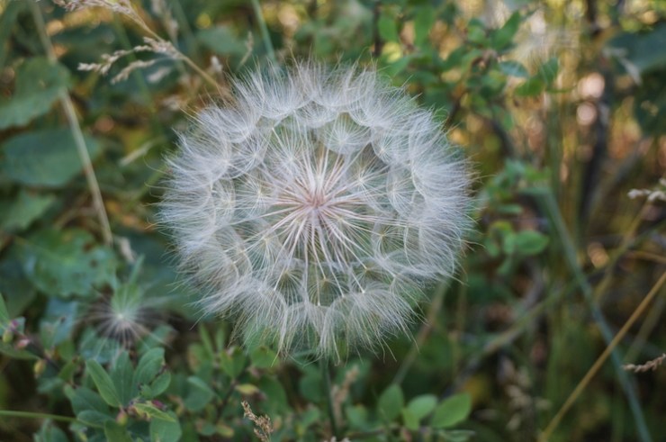 Jardine Juniper Trail in Logan Canyon, Utah