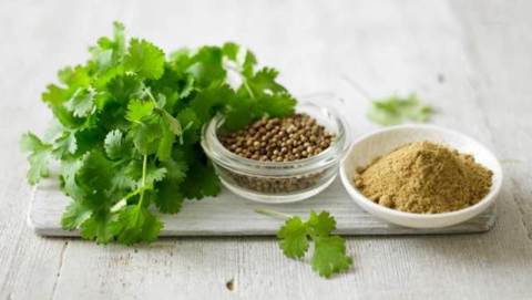 Difference Between Coriander and Cilantro
