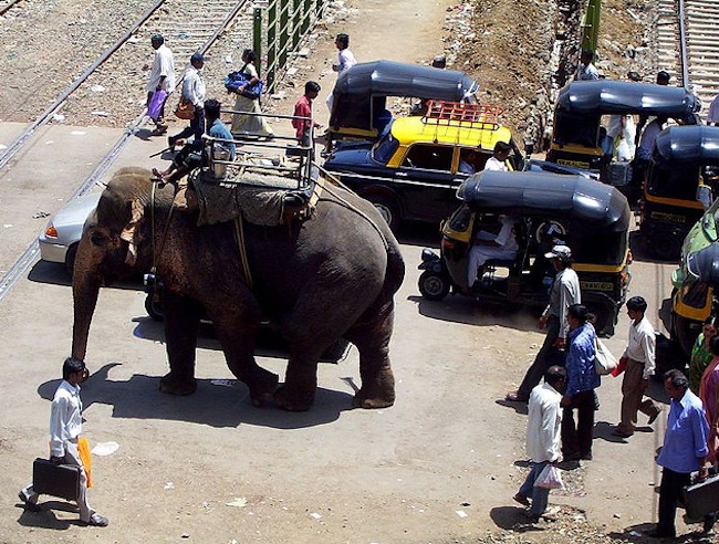 elephant railway crossing