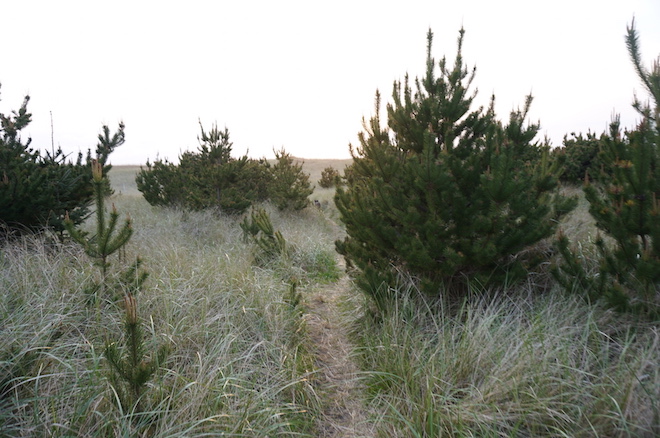 Klipsan Beach, Washington