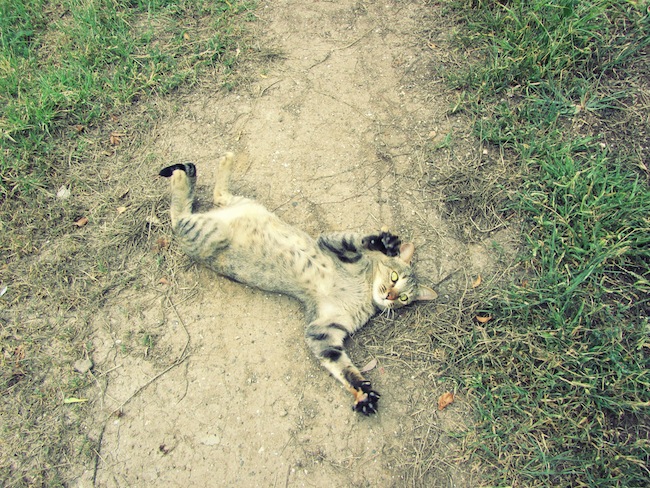 Our outdoor wild cat. 
