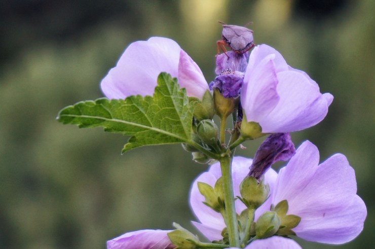 Jardine Juniper Trail in Logan Canyon, Utah