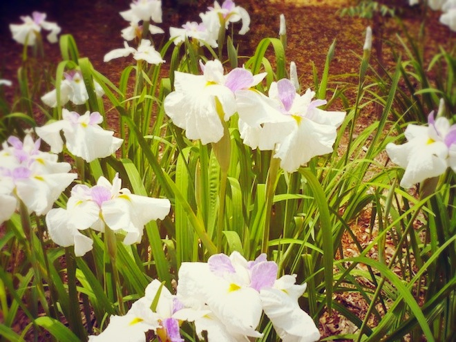 duke gardens durham flowers