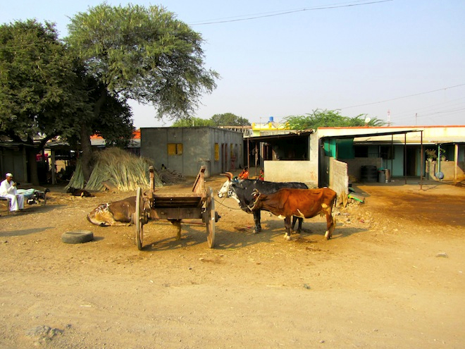 india street cows