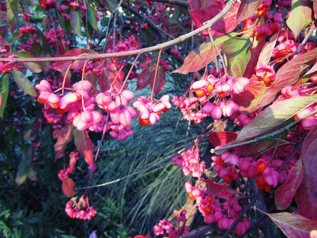 washington park rose test garden