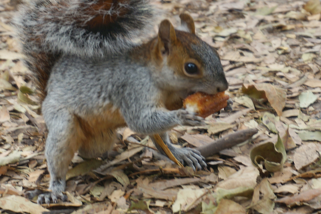 squirrel mexico city animal