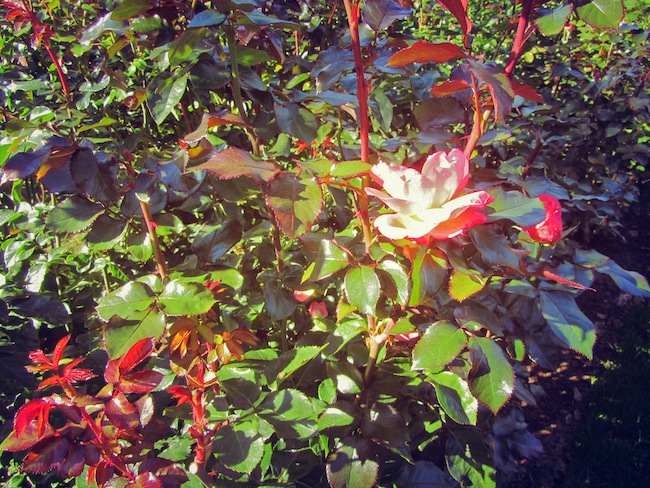 washington park rose test garden