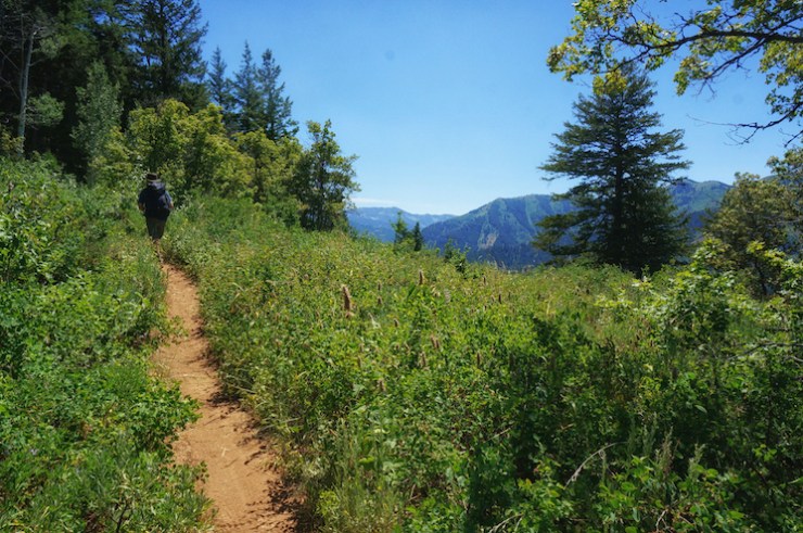 Jardine Juniper Trail in Logan Canyon, Utah