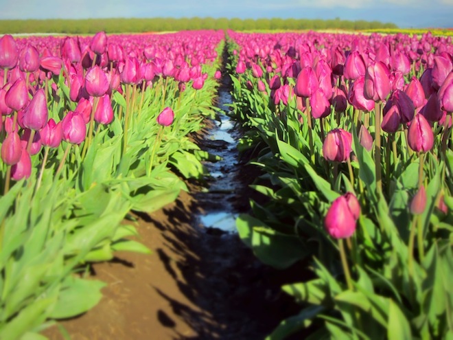 tulip farm oregon 6