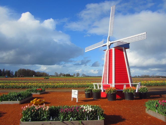 tulip farm oregon windmill