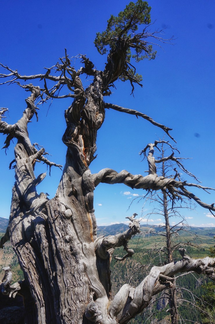 Jardine Juniper Trail in Logan Canyon, Utah