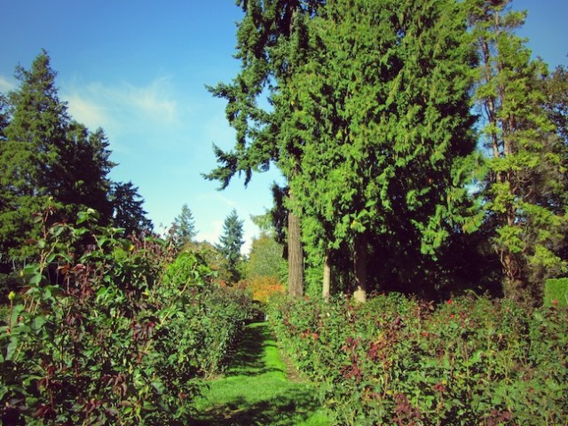 washington park rose test garden