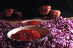 harvesting saffron