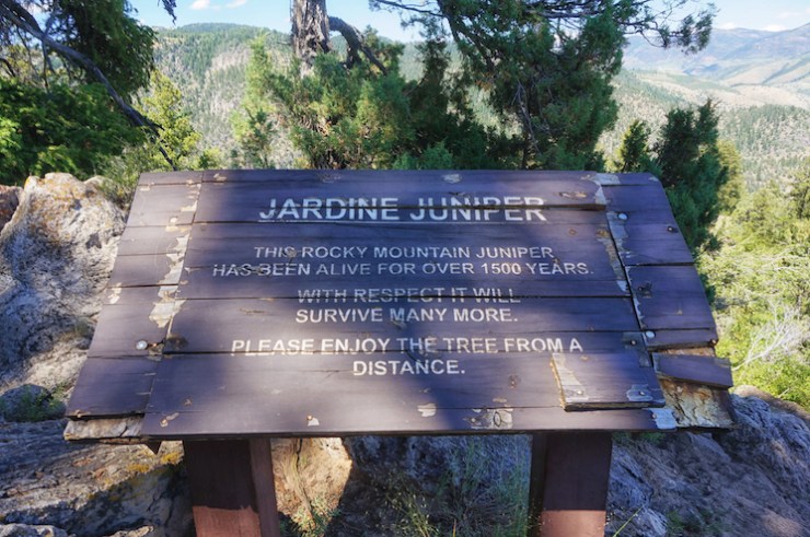 Jardine Juniper Trail in Logan Canyon, Utah