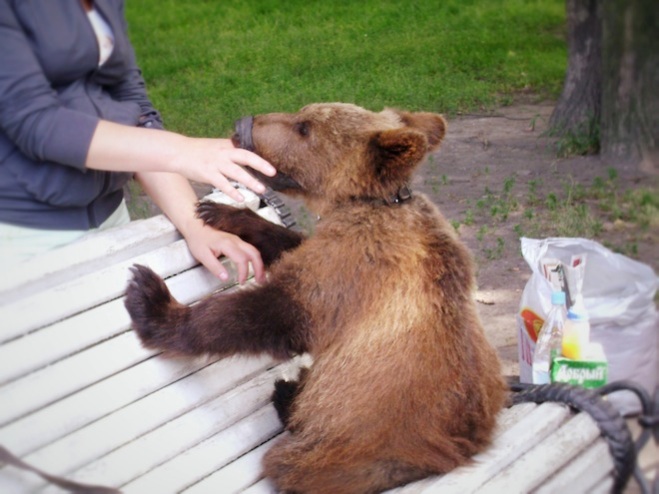 A pet bear at the park.
