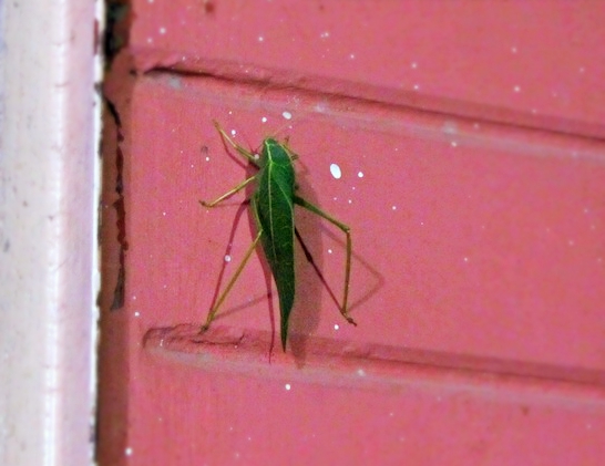leaf bug katydid