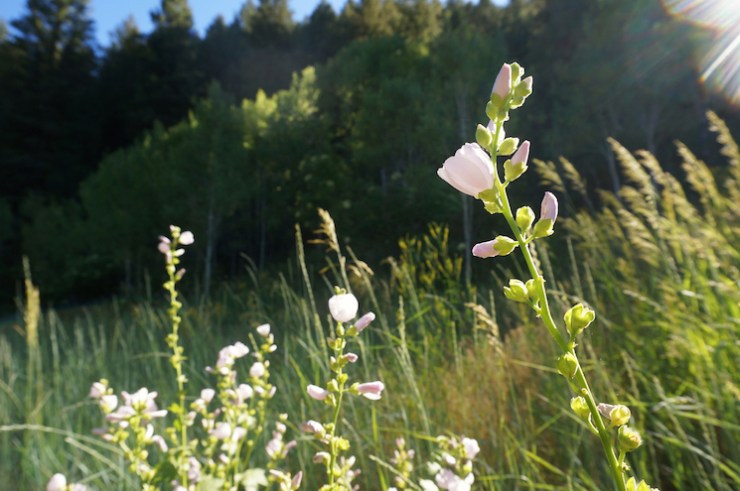 Jardine Juniper Trail in Logan Canyon, Utah