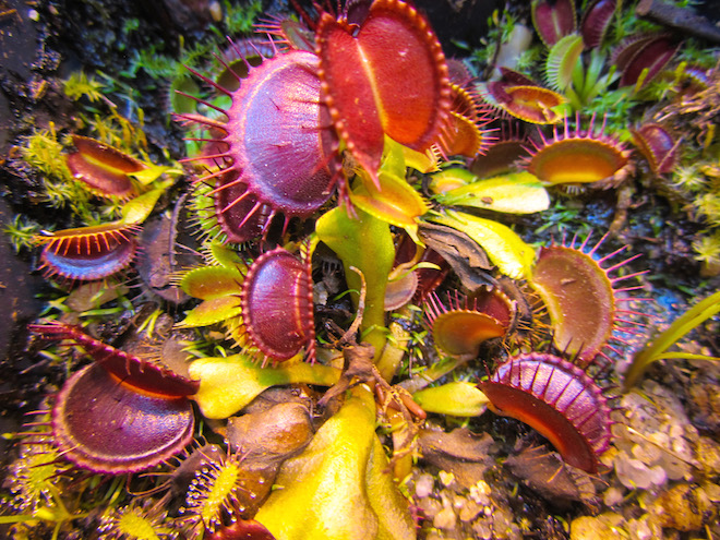 duke durham carnivorous plant