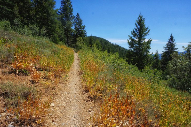 Jardine Juniper Trail in Logan Canyon, Utah