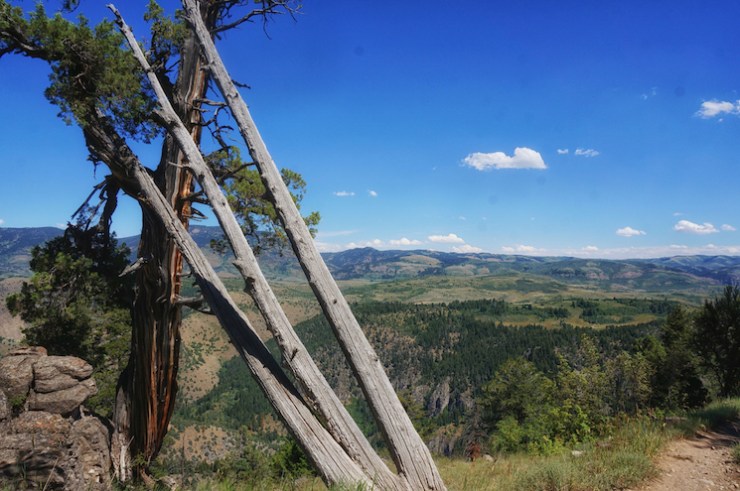 Jardine Juniper Trail in Logan Canyon, Utah
