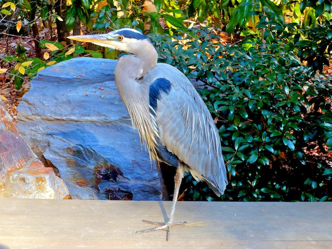 A bird at Duke Gardens, Durham, NC