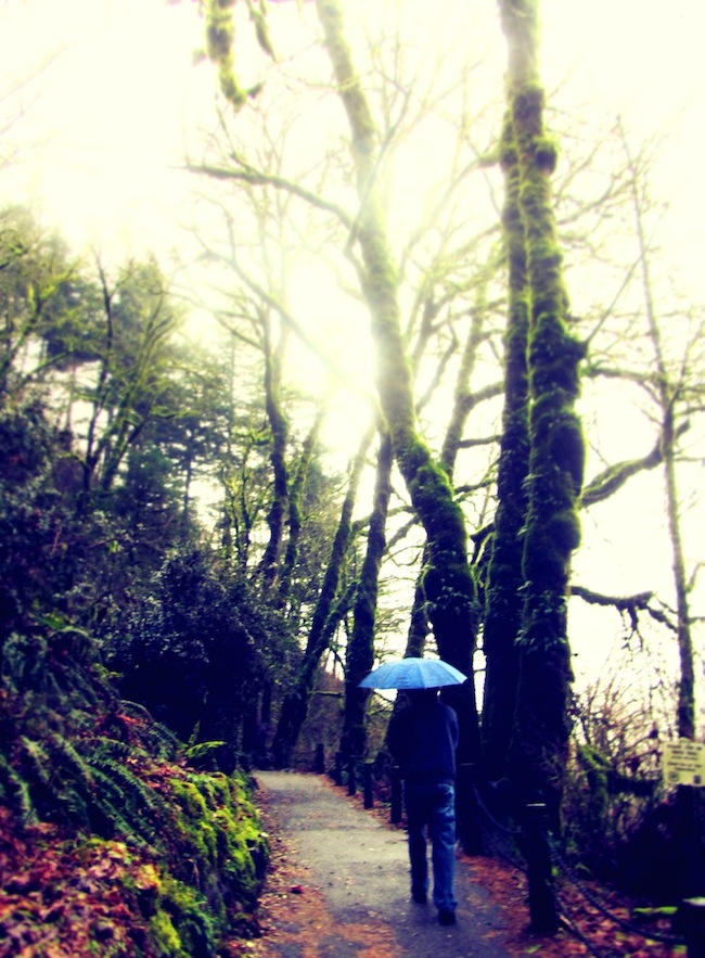 multnomah falls oregon4