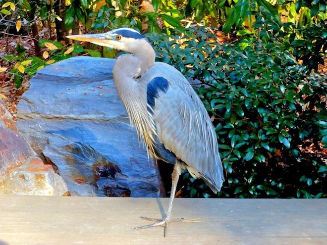duke gardens durham bird1
