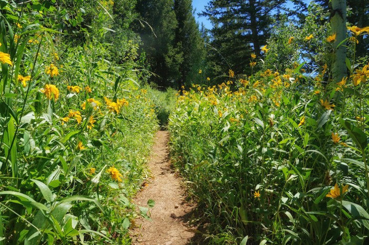 Jardine Juniper Trail in Logan Canyon, Utah
